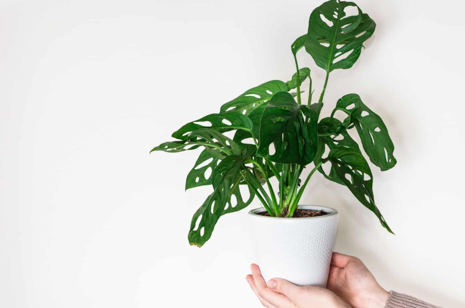 Monstera Friedrichsthalii (Adansonii): All The Info You Need