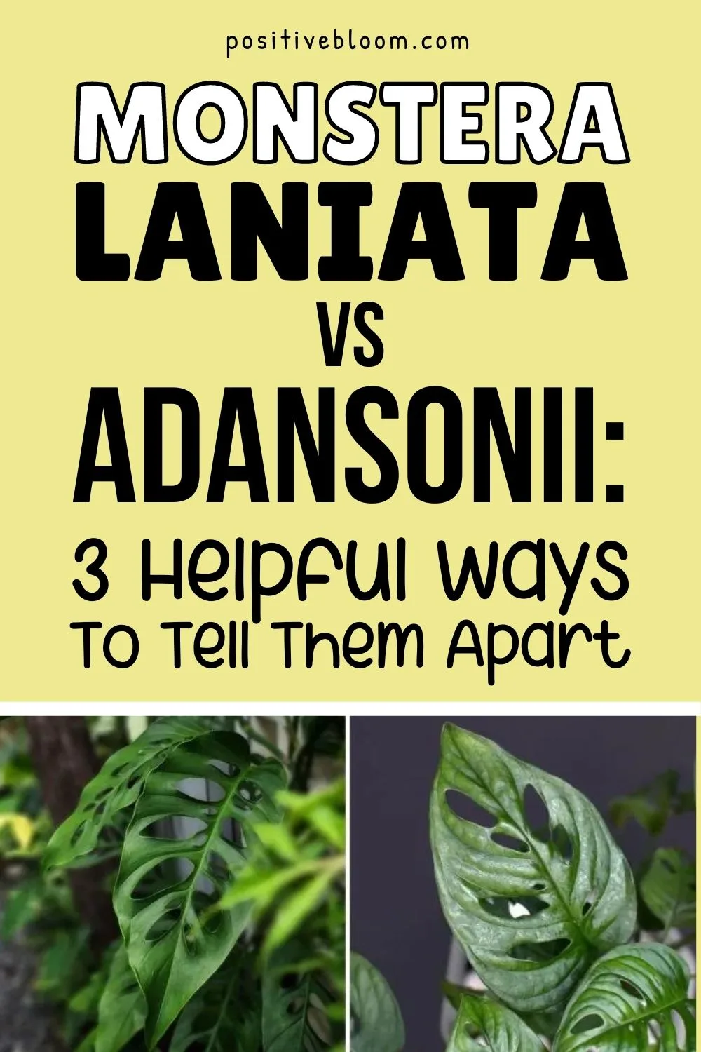 Monstera Laniata vs Adansonii 3 Helpful Ways To Tell Them Apart Pinterest