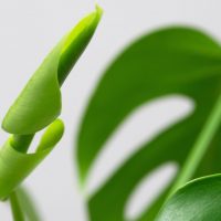 curled Monstera Leaf