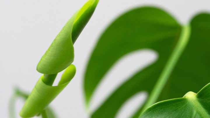 Monstera Leaf Not Unfurling: Why It Happens And How To Fix It