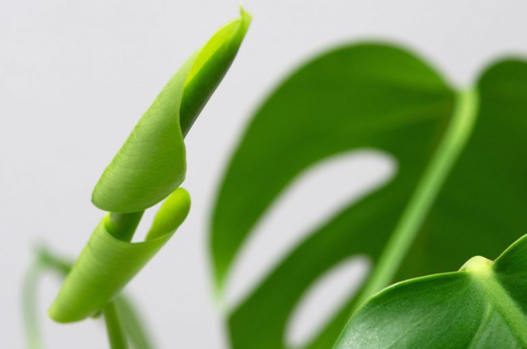 curled Monstera Leaf
