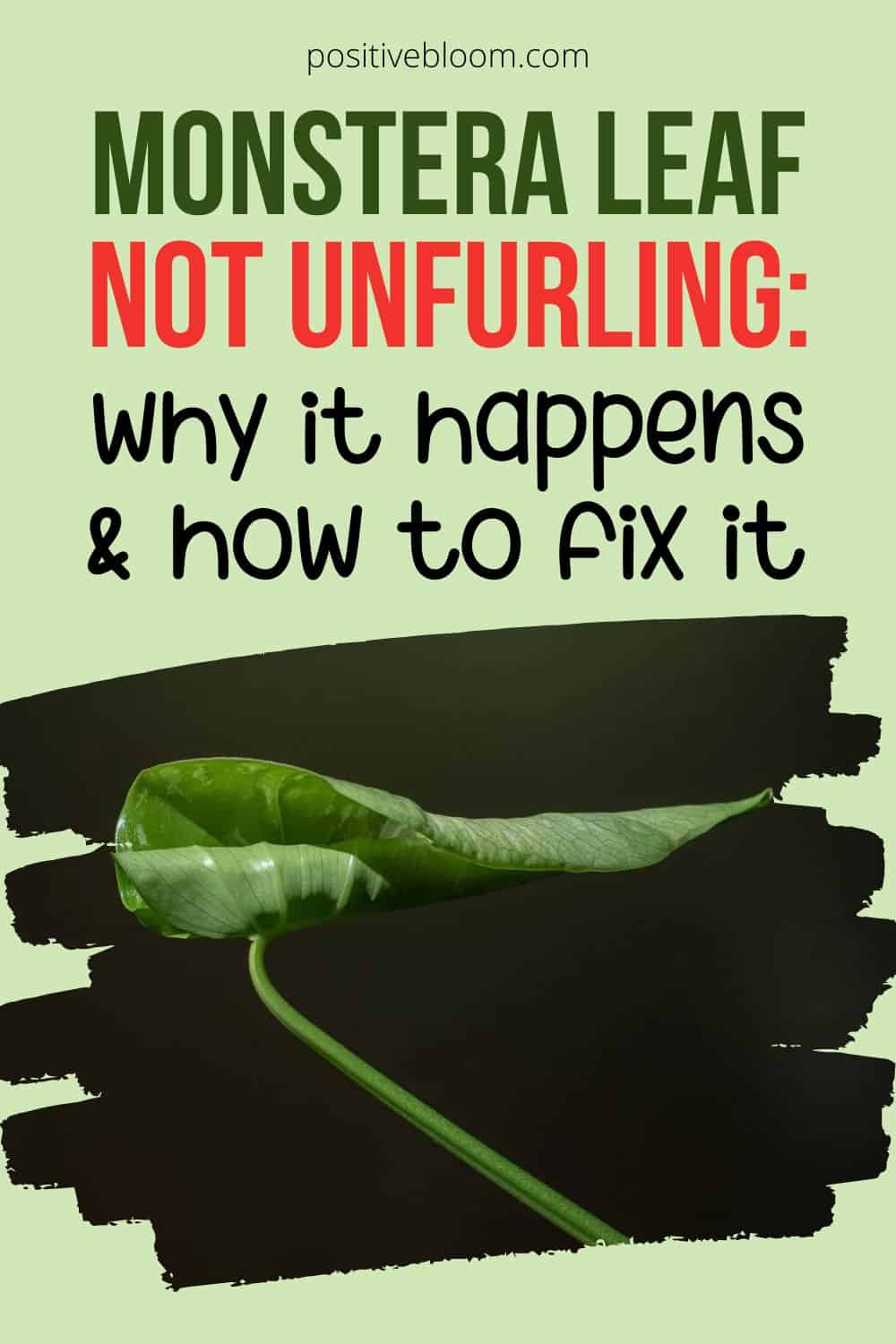 Monstera Leaf Not Unfurling Why It Happens And How To Fix It Pinterest