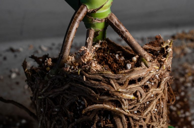 close shot of monstera roots out of pot