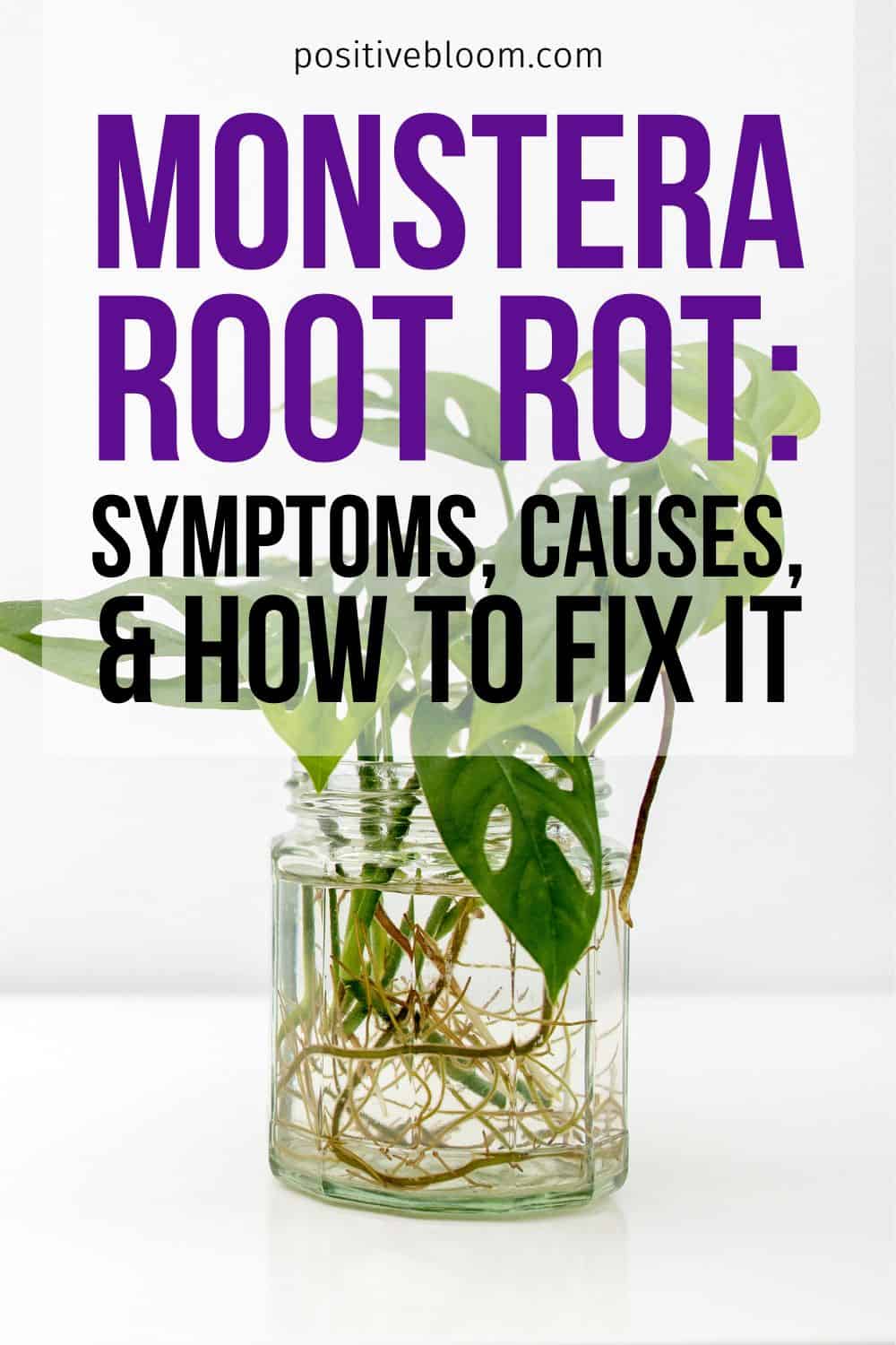 Monstera Root Rot Symptoms, Causes, And How To Fix It Pinterest