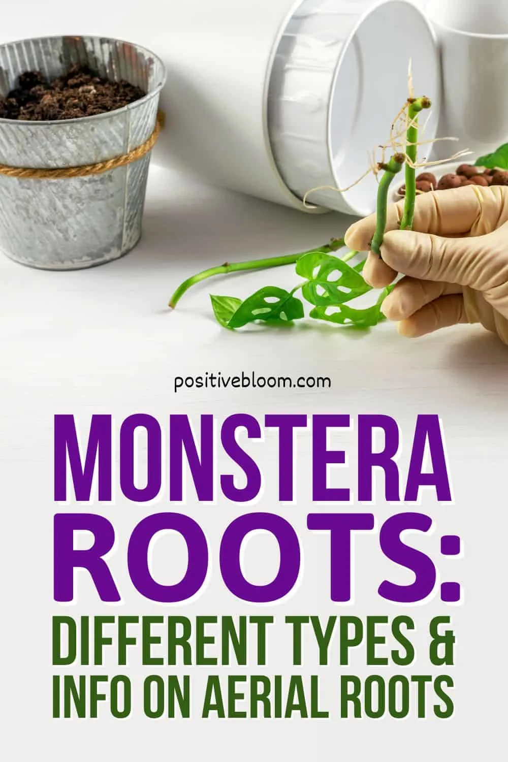 Monstera Roots Different Types And Info On Aerial Roots Pinterest