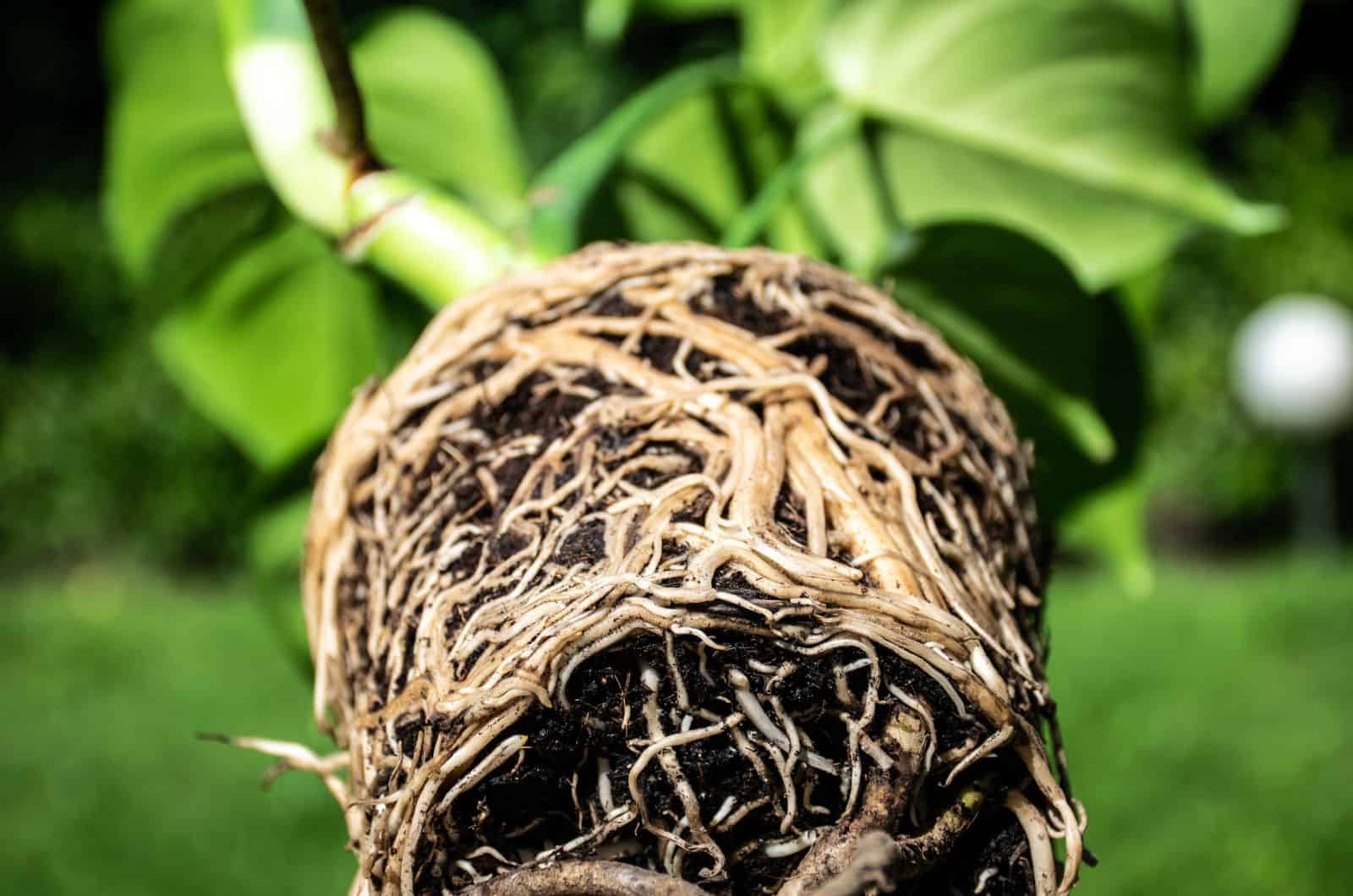 Monstera Roots: Different Types And Info On Aerial Roots