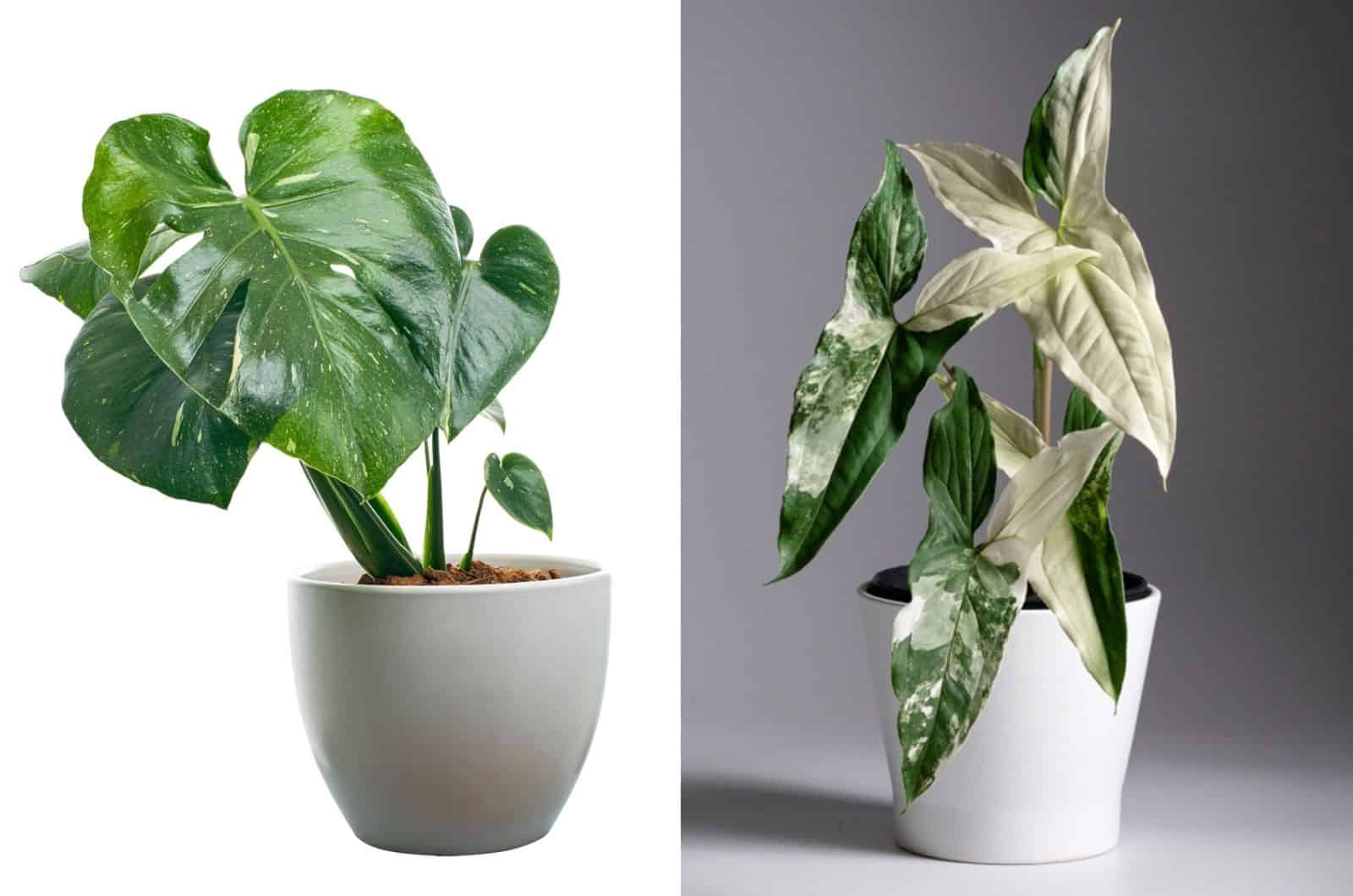 Monstera Thai Constellation and Albo in a pot