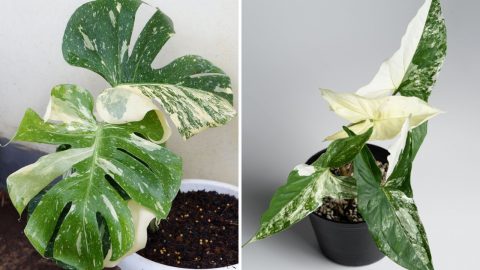 Monstera Thai Constellation vs Albo: How To Tell Them Apart