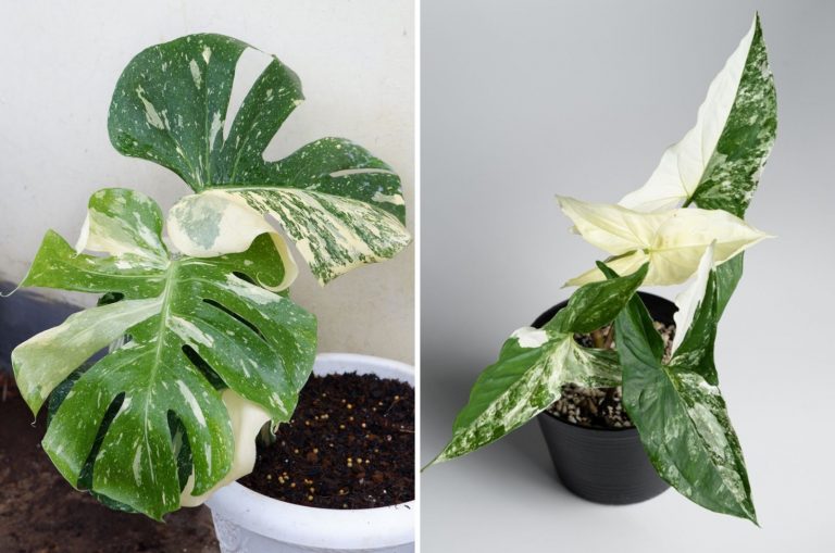 monstera thai constellation vs albo plant