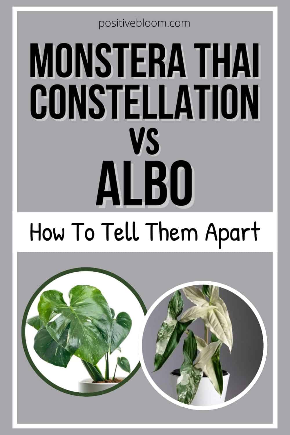 Monstera Thai Constellation vs Albo How To Tell Them Apart Pinterest