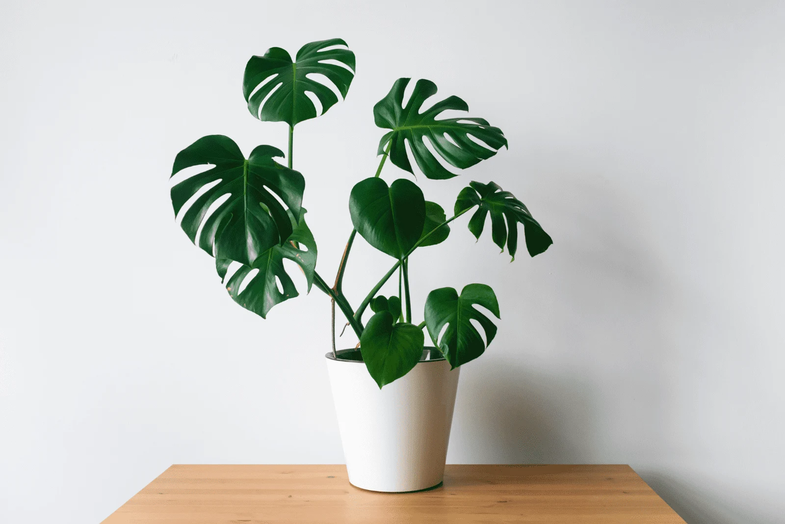 Monstera in a white pot on the table