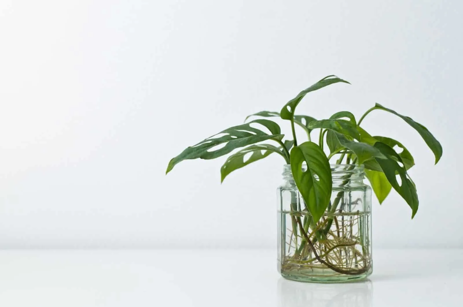 Monstera plant in the glass of water