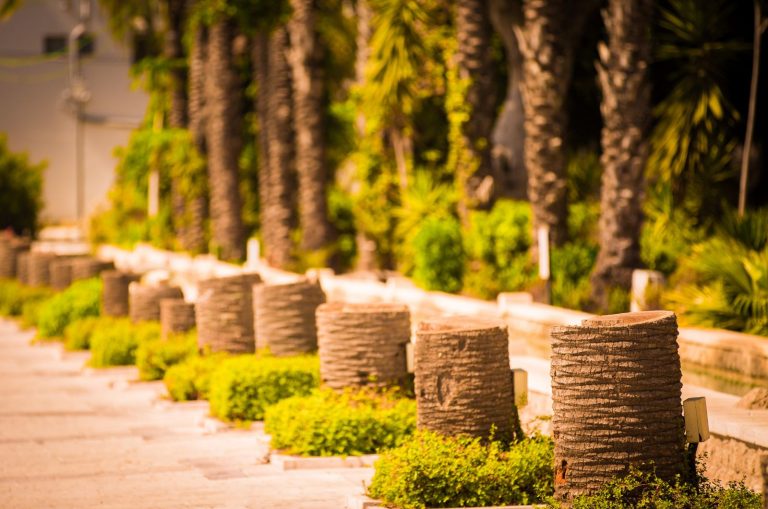 Palm Tree Stumps on grass