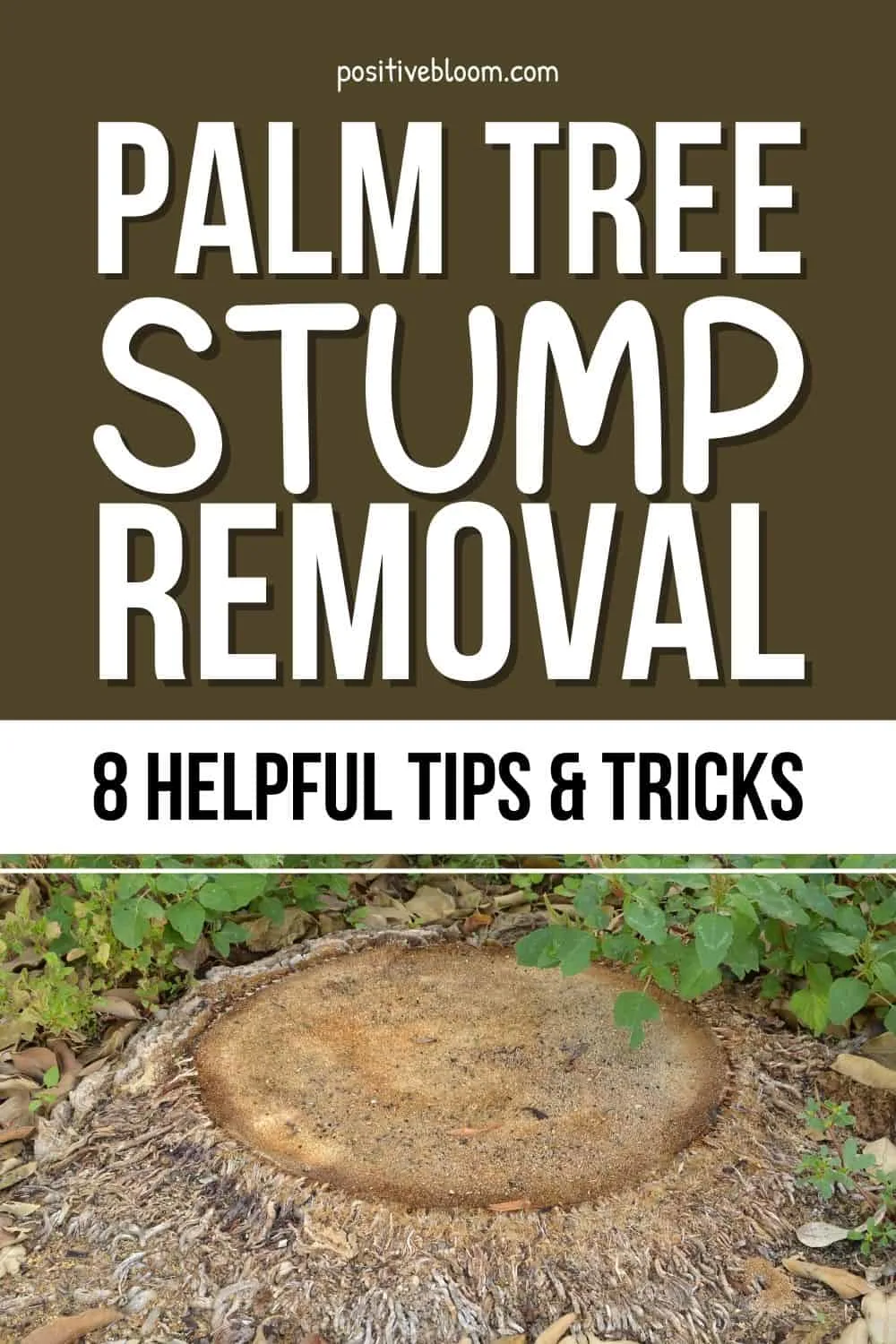 Palm Tree Stump Removal 8 Helpful Tips And Tricks Pinterest