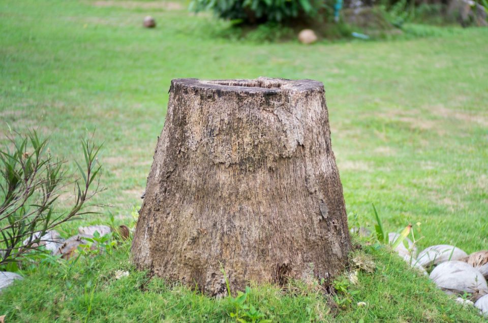 Palm Tree Stump Removal 8 Helpful Tips And Tricks