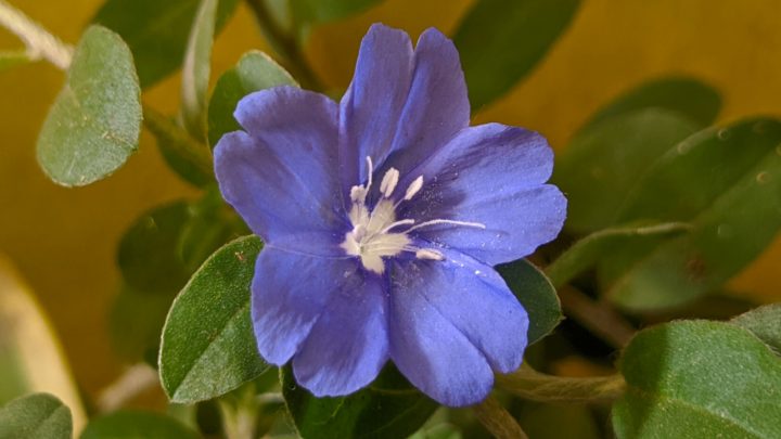 Perfect Plant For Florida Gardens? Check This Blue Daze Florida Plant