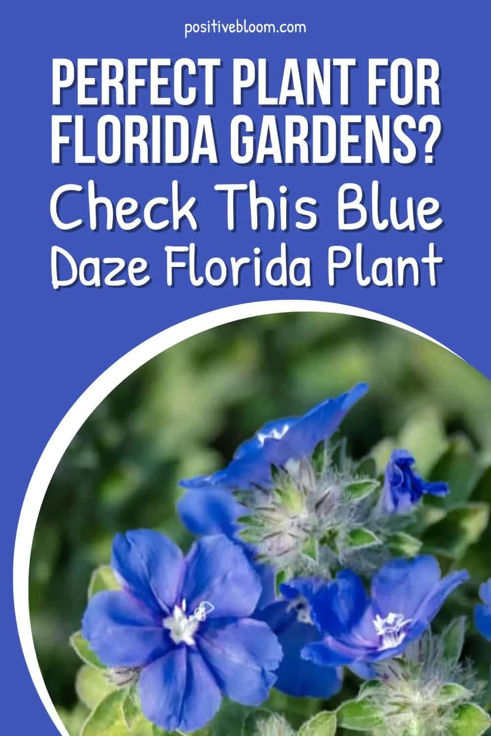 Perfect Plant For Florida Gardens Check This Blue Daze Florida Plant Pinterest