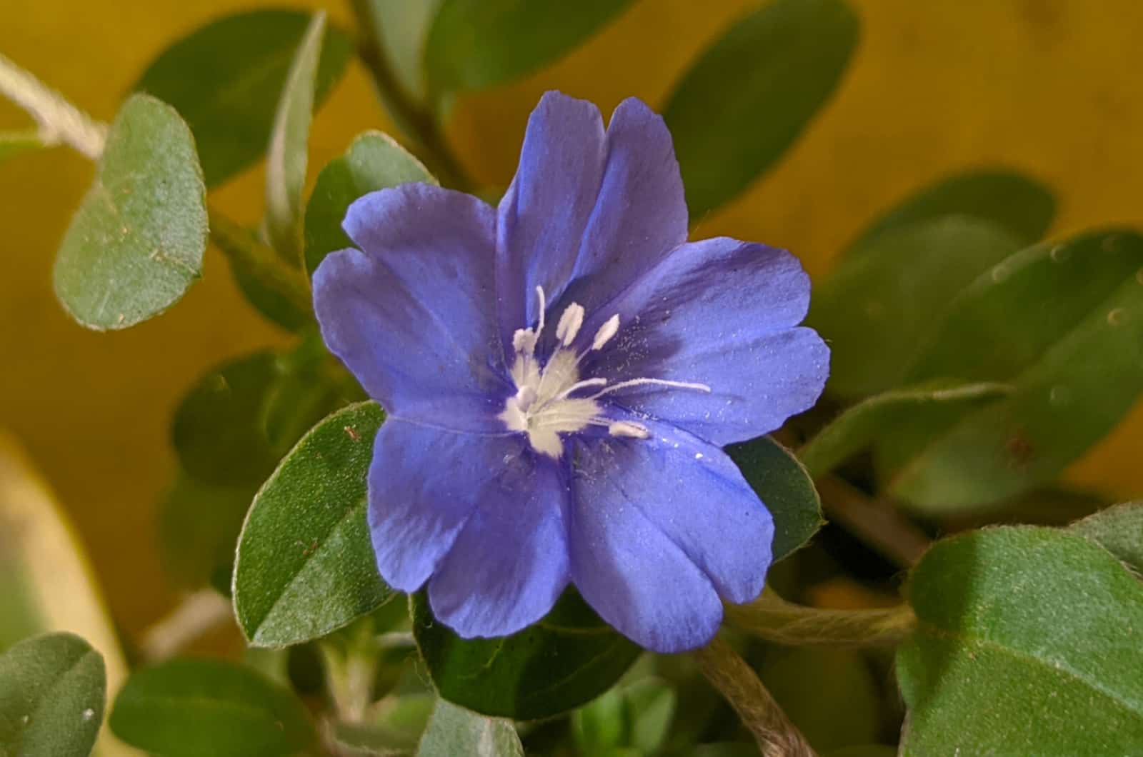 Perfect Plant For Florida Gardens? Check This Blue Daze Florida Plant
