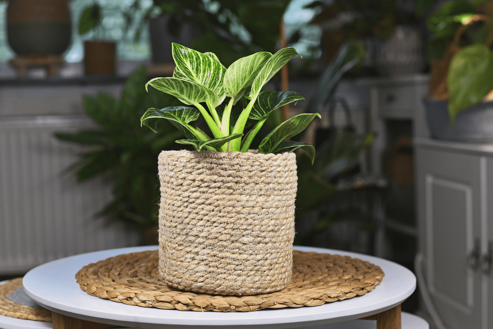 Philodendron Birkin in a pot on the table