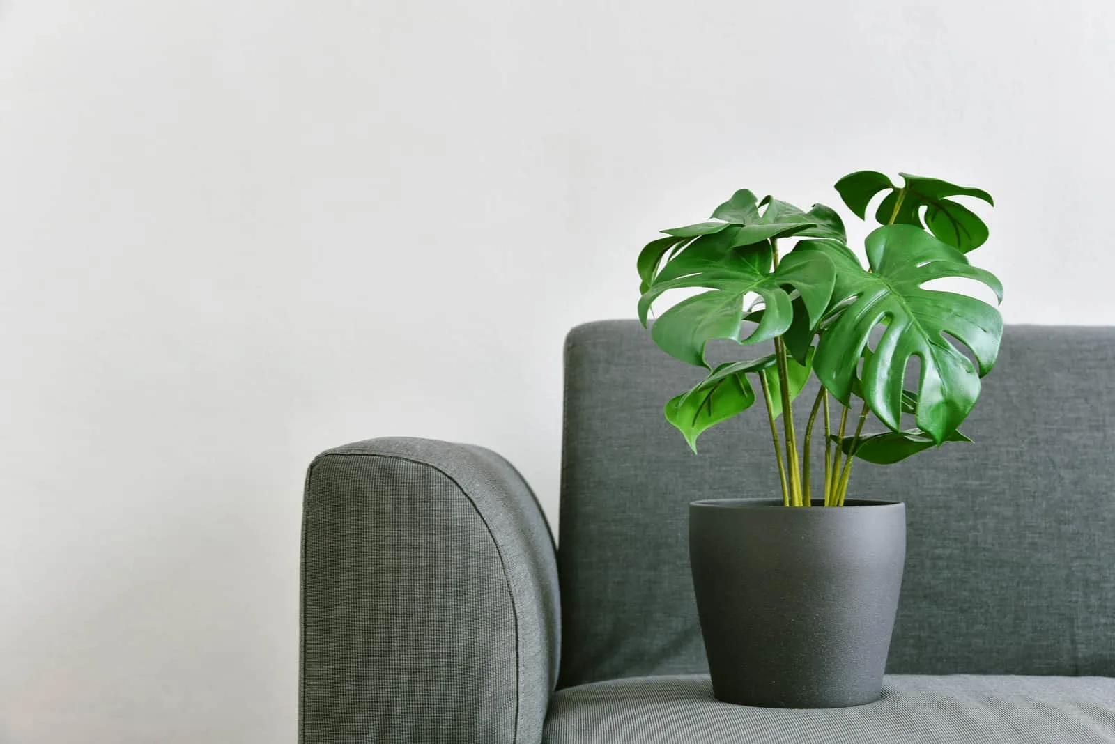 Philodendron Monstera in grey pot with sofa in background