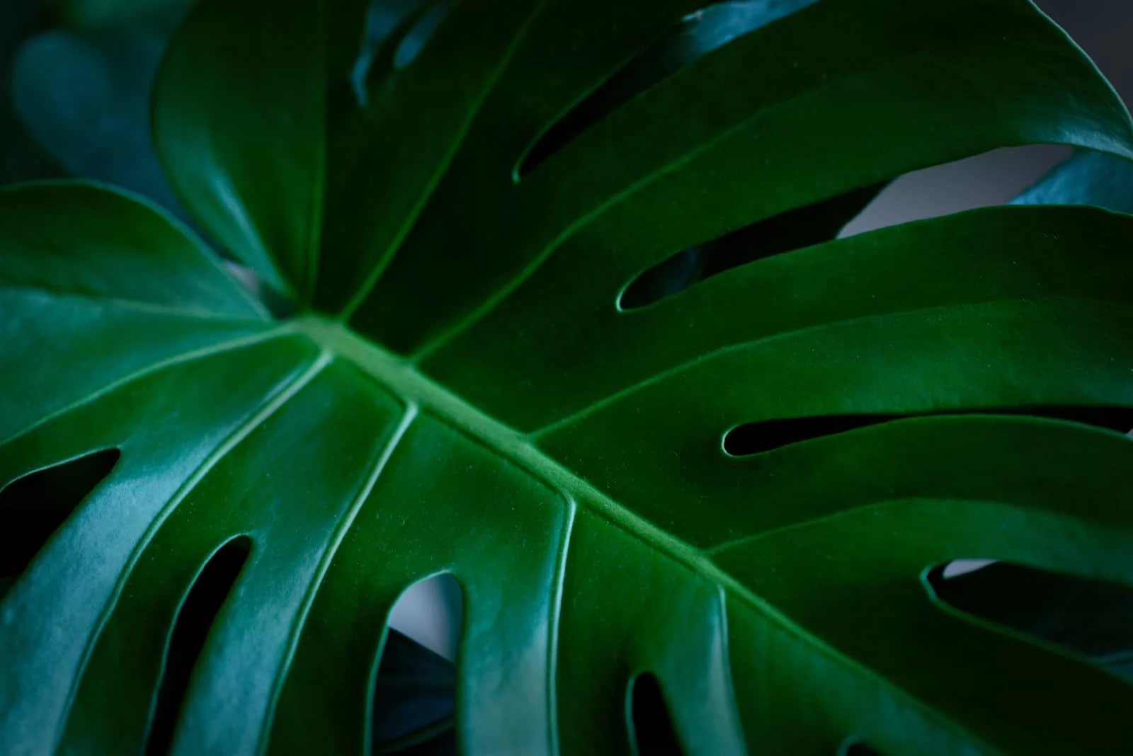 Philodendron Monstera leaf