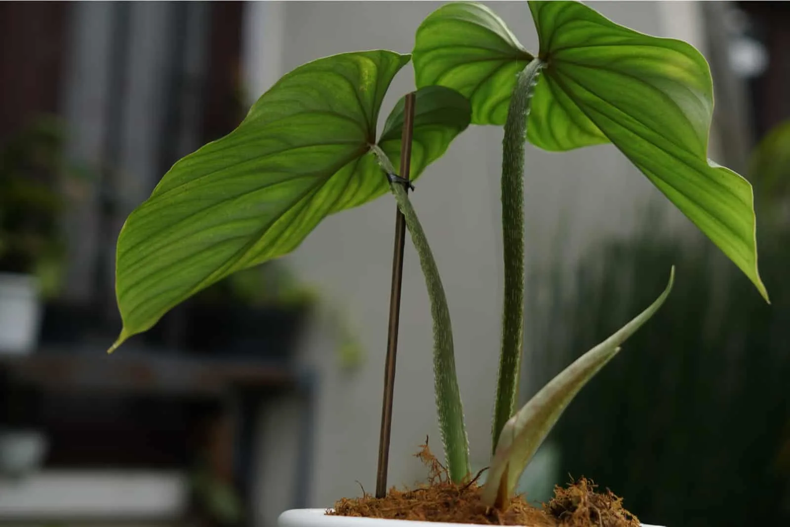 Philodendron Monstera stem