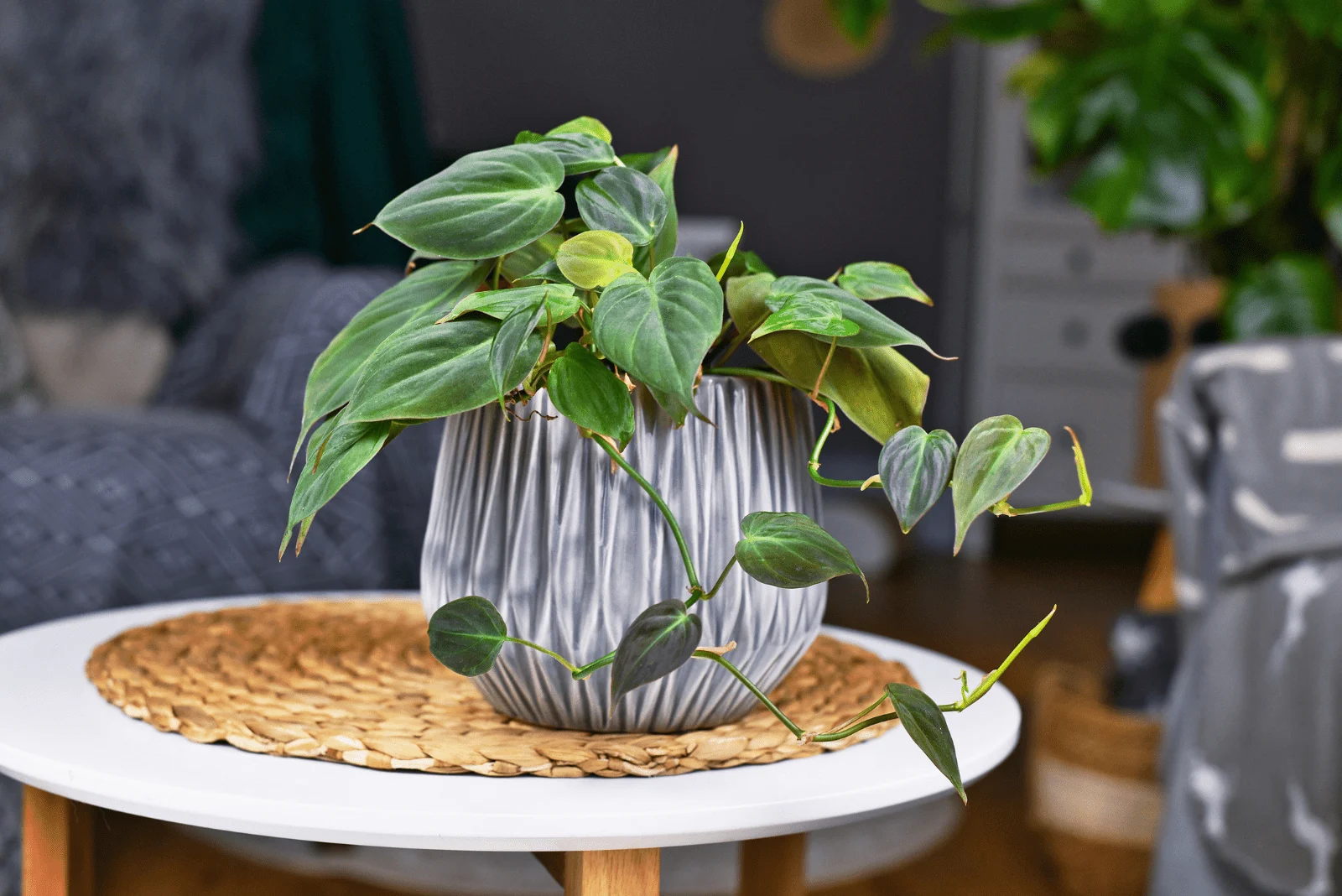 Philodendron in a pot on the coffee table