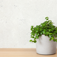 Pilea Depressa in a white pot