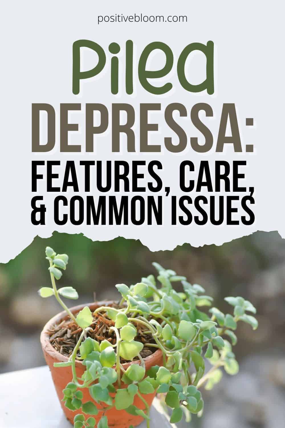 Pilea Depressa Features, Care, And Common Issues Pinterest