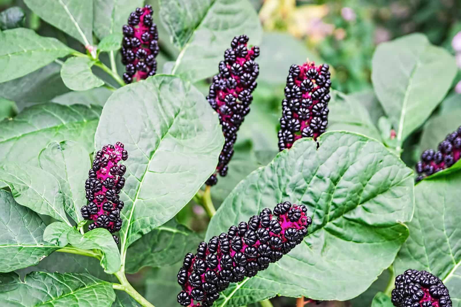 Pokeweed plant with ripe fruits