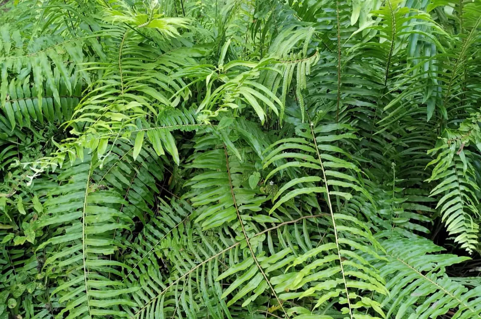 Polystichum Acrostichoides