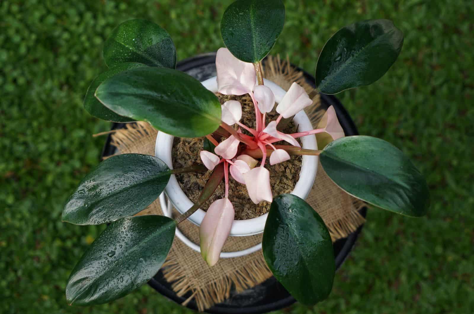 Rare Philodendron Red Princess