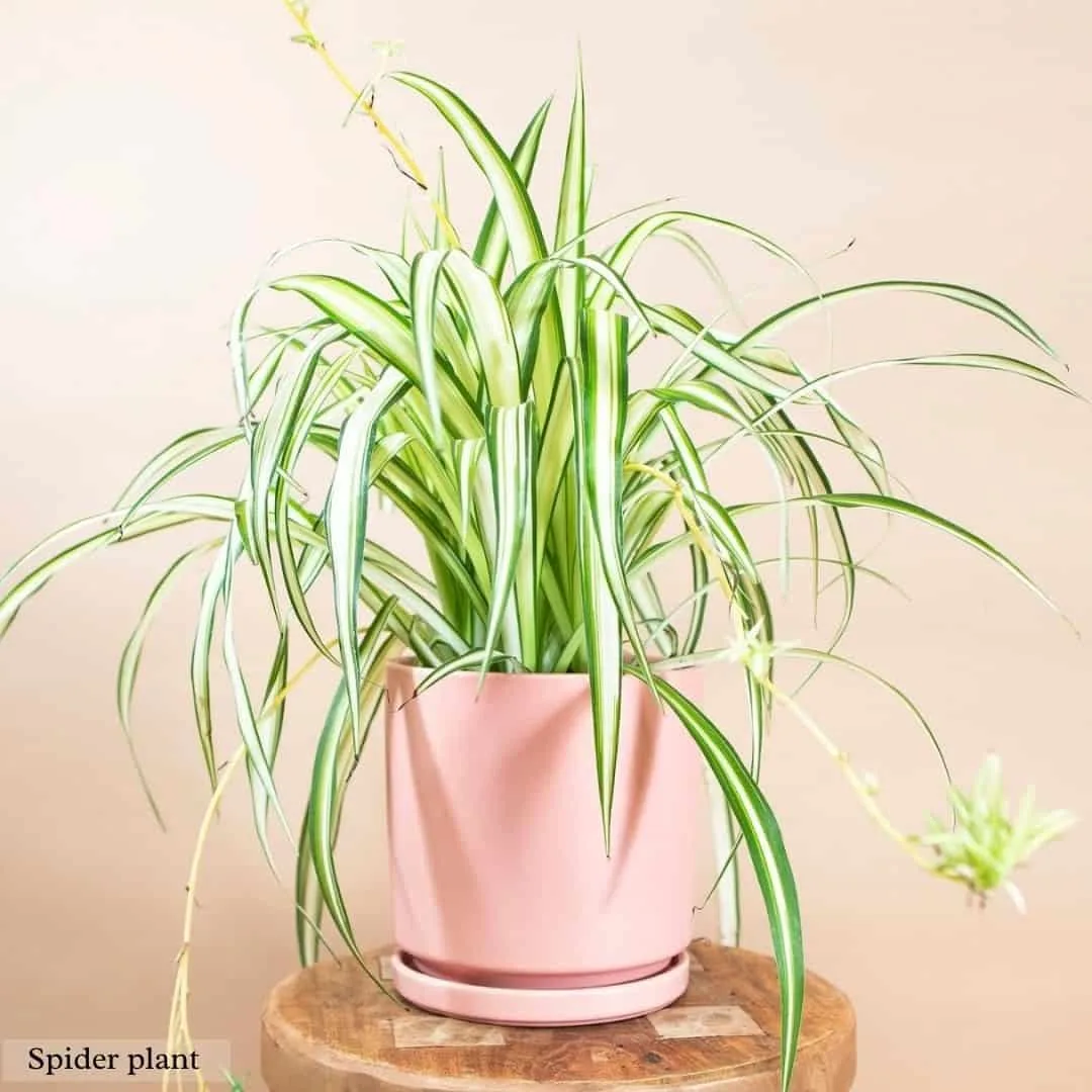 Reverse Spider Plant in a pink pot