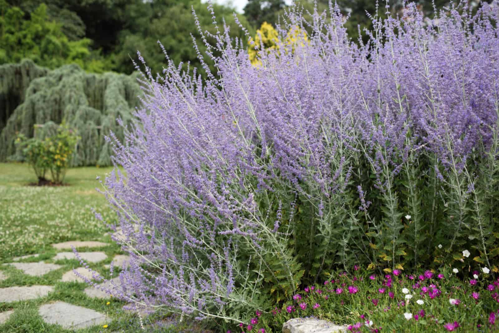 Russian Sage in the garden