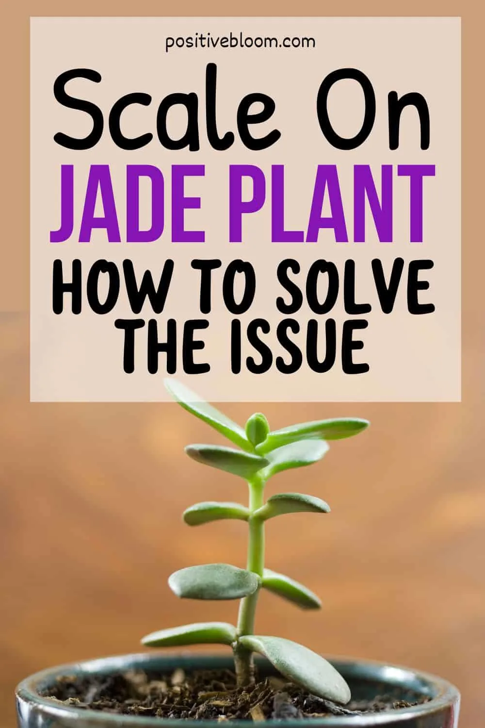 Scale On Jade Plant How To Solve The Issue Pinterest