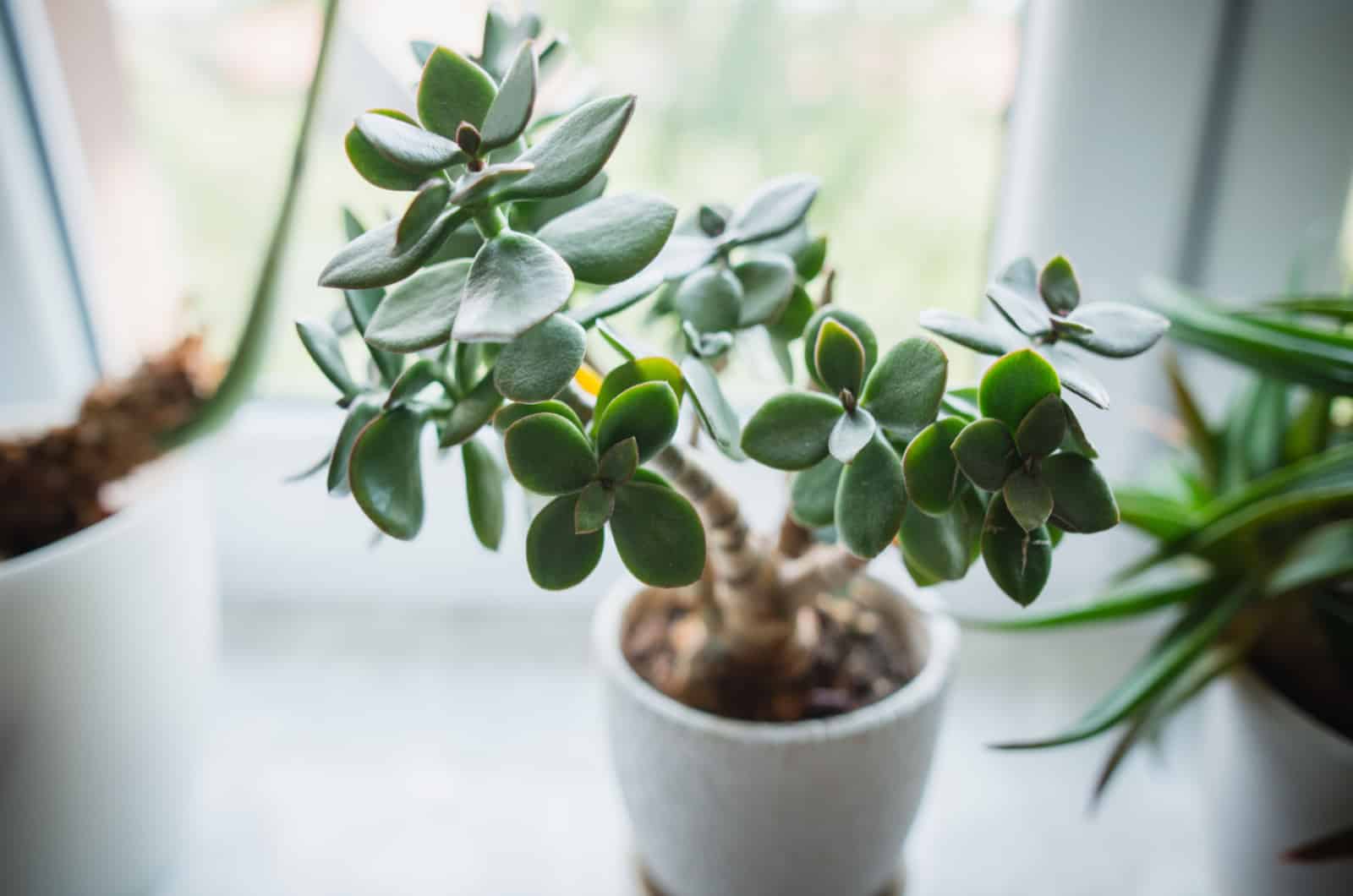Scale On Jade Plant: How To Solve The Issue