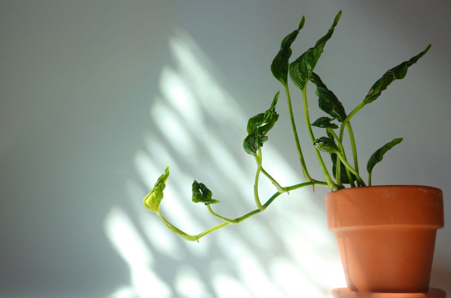 Shangri La Pothos: Everything You Need To Know