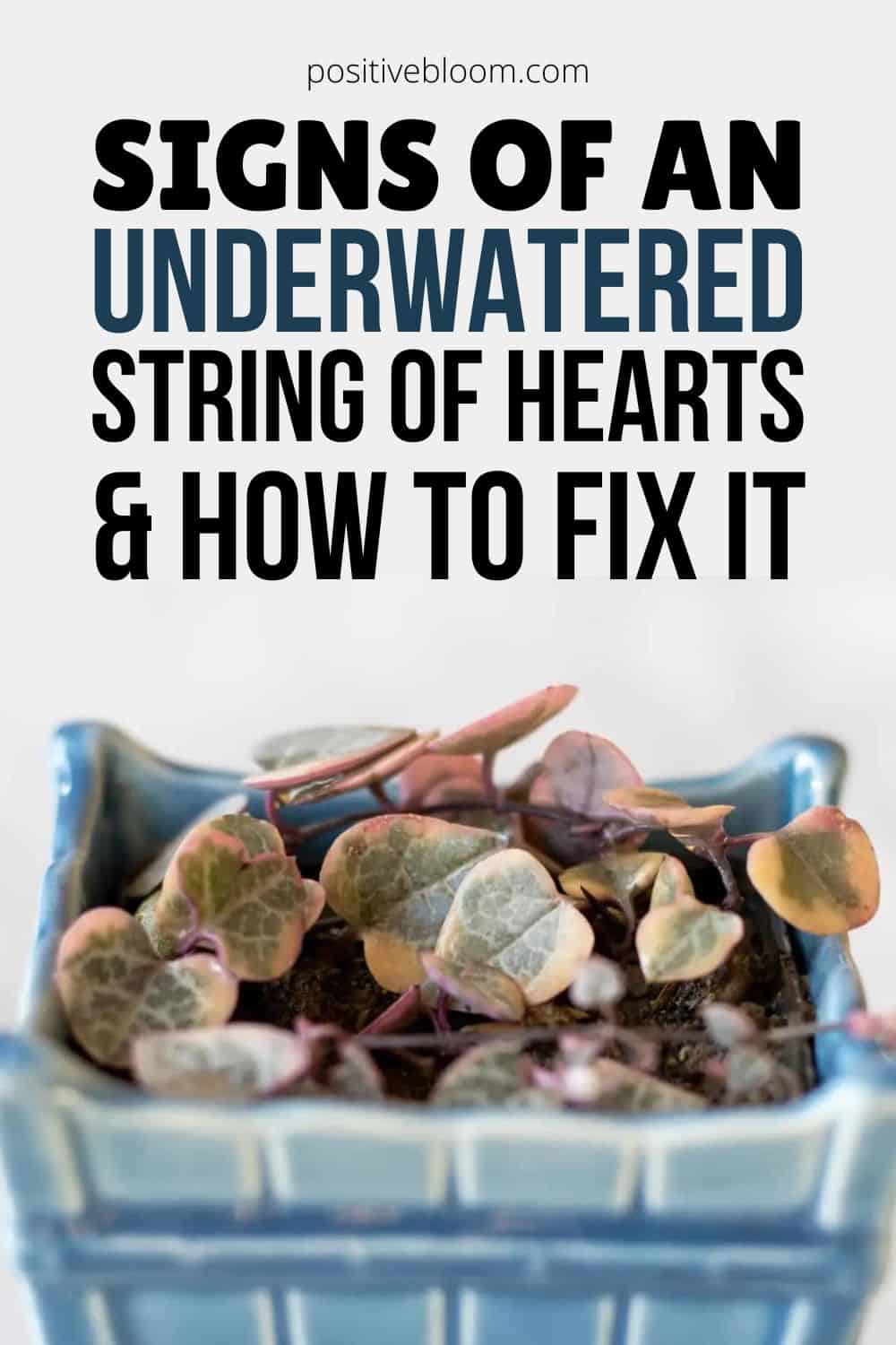 Signs Of An Underwatered String Of Hearts And How To Fix It Pinterest