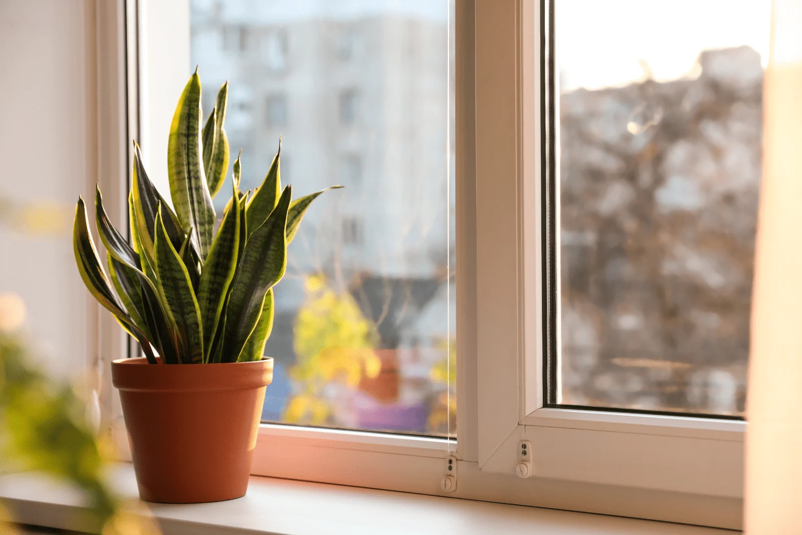 Snake Plant in a brown pot by the window