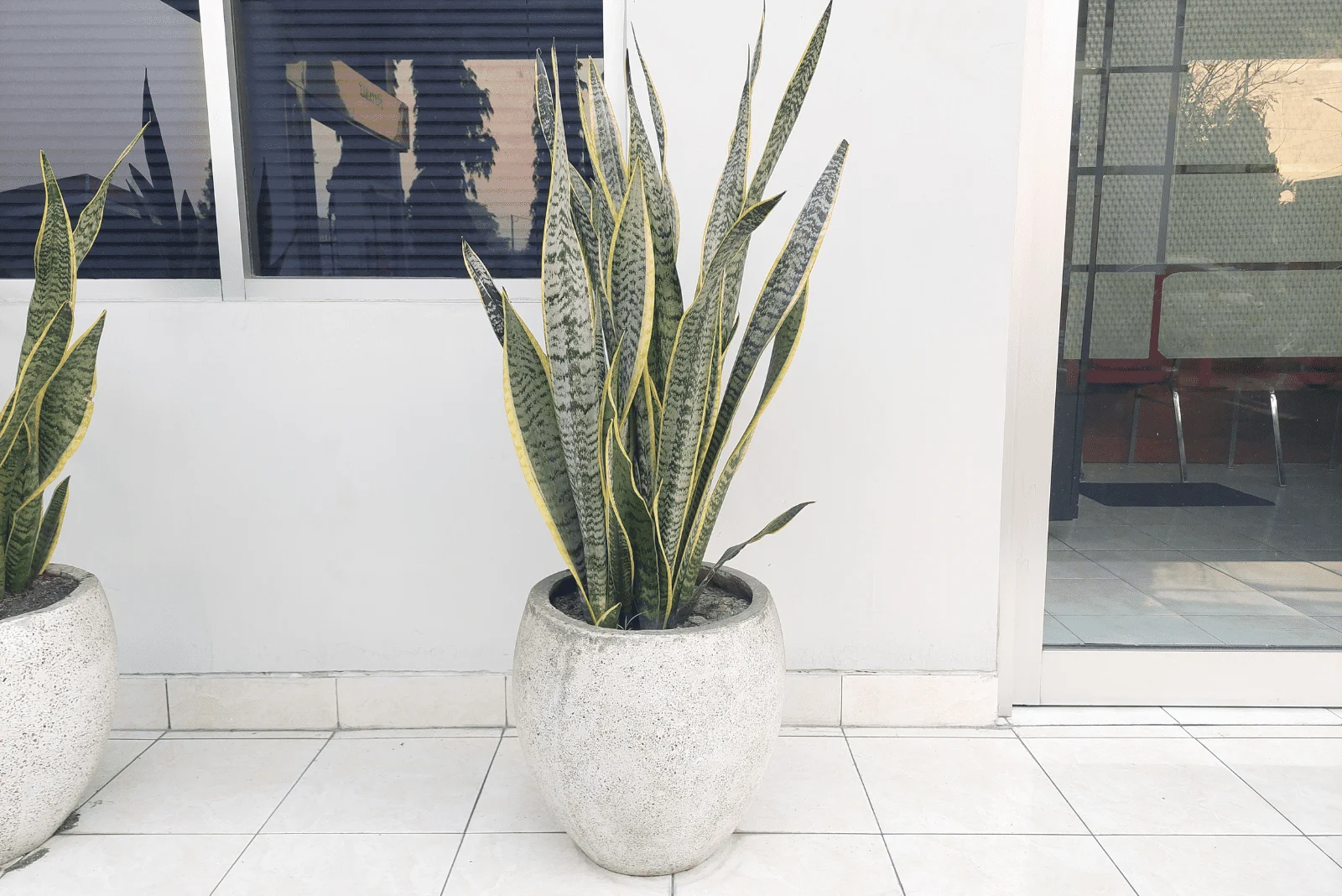 Snake Plant in a large white pot