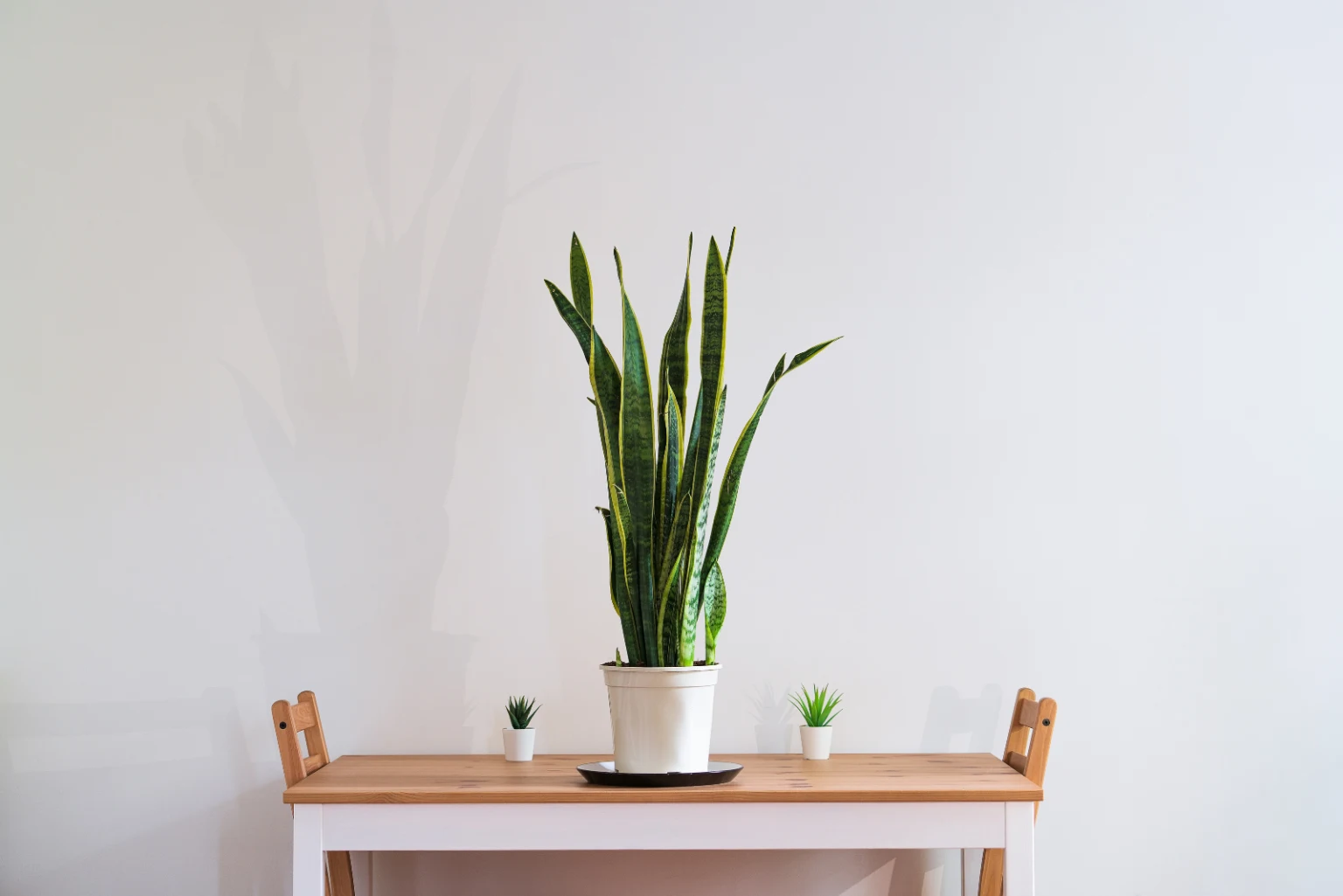 The Best Pot For Snake Plant Top Tips
