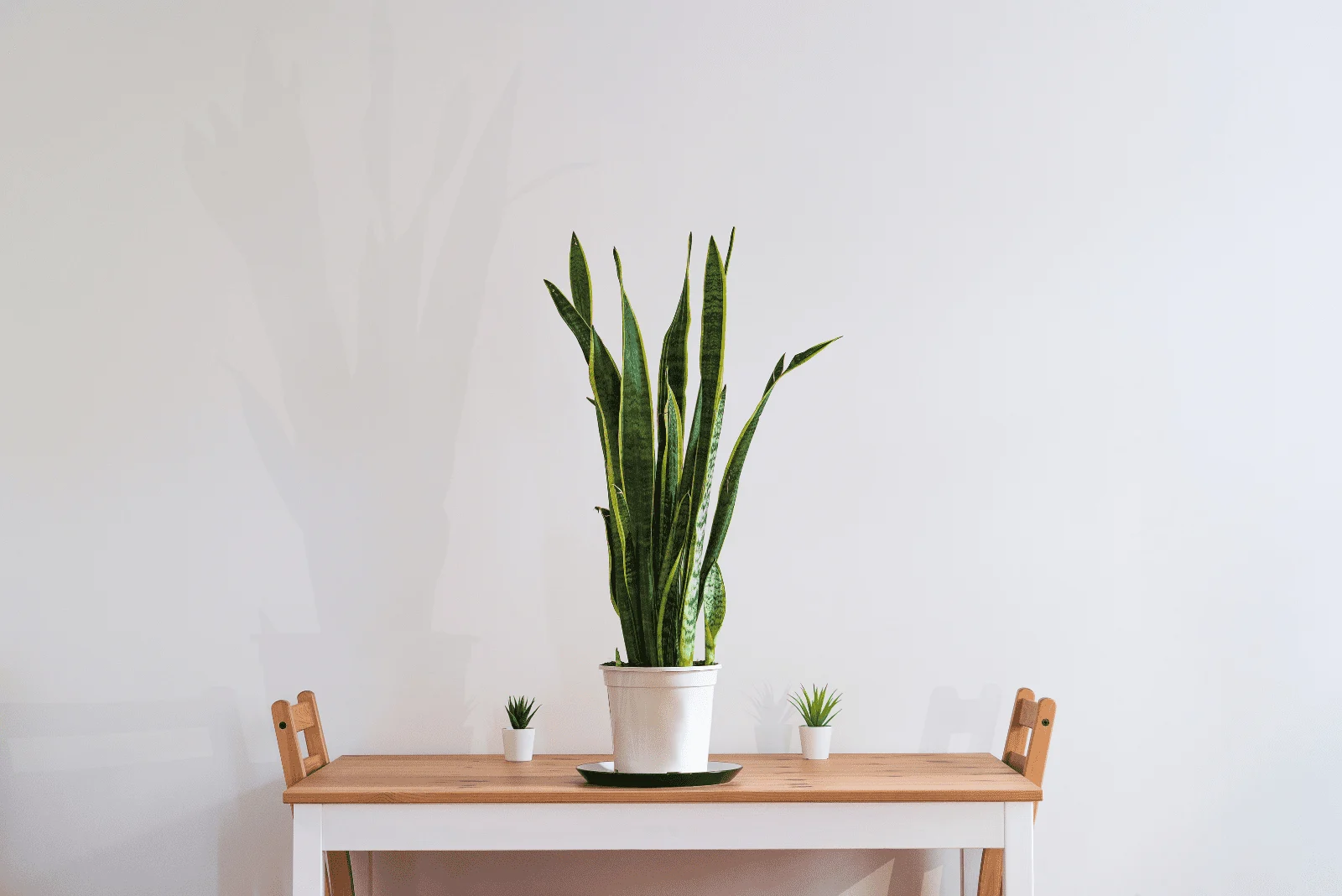 Snake Plant in a pot on a small table