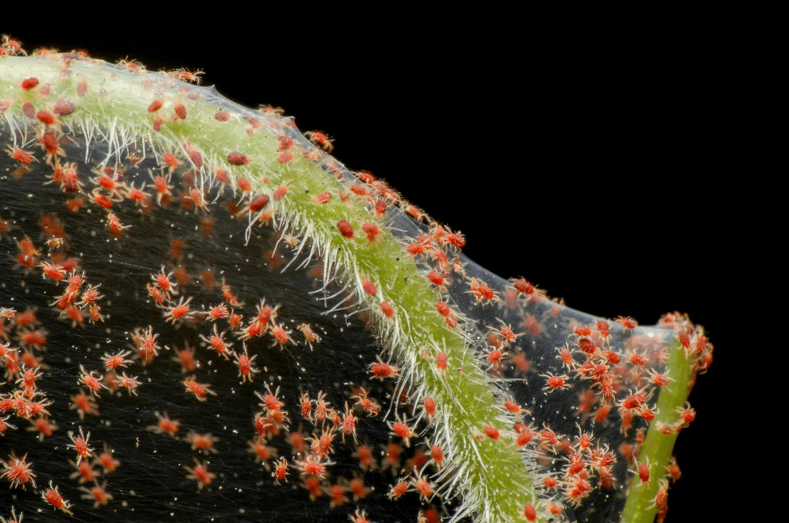 Spider Mites on green plant