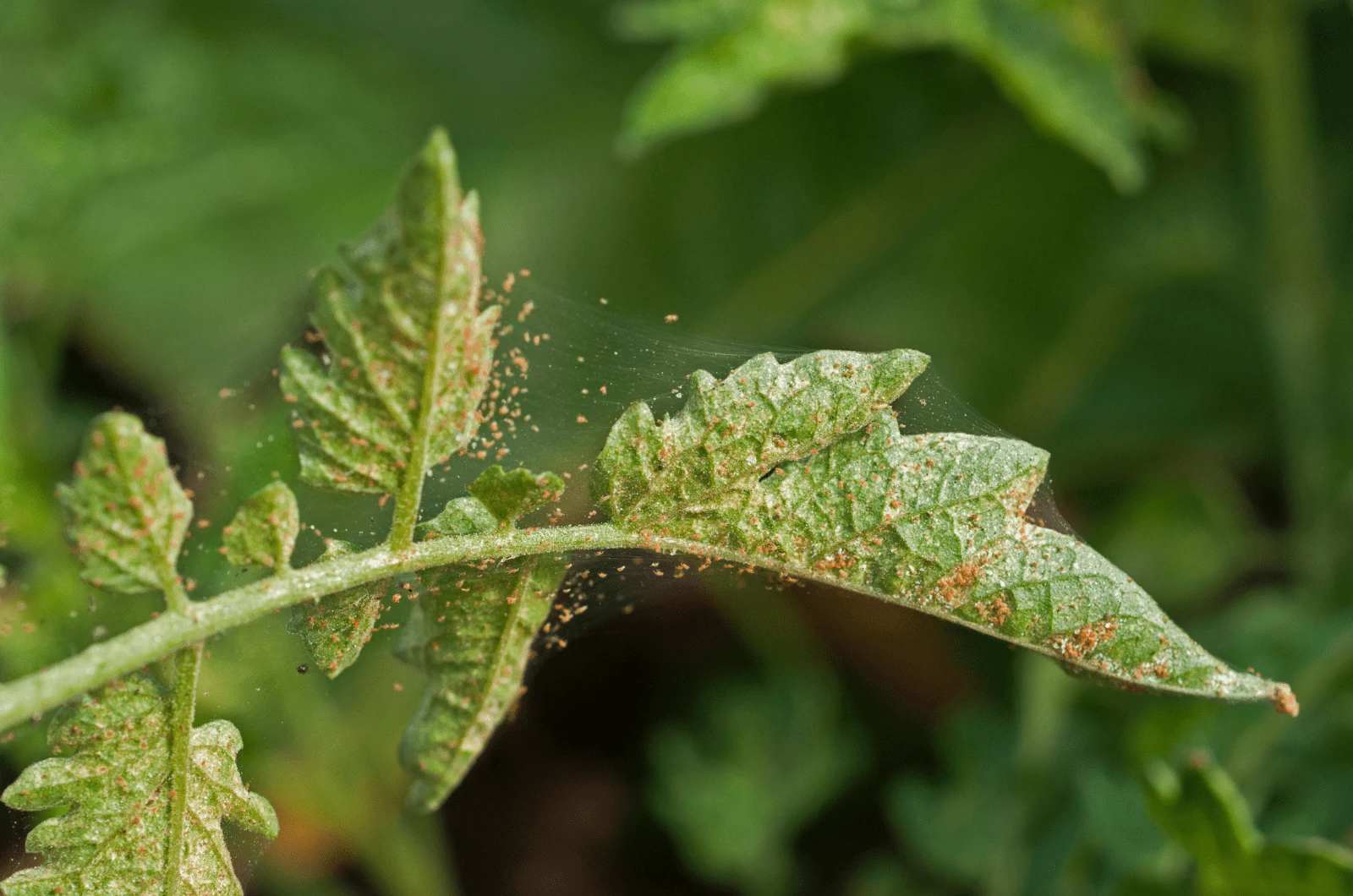 Spider Mites on plant