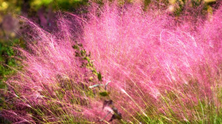 The Best Pink Muhly Grass Companion Plants: All The Info