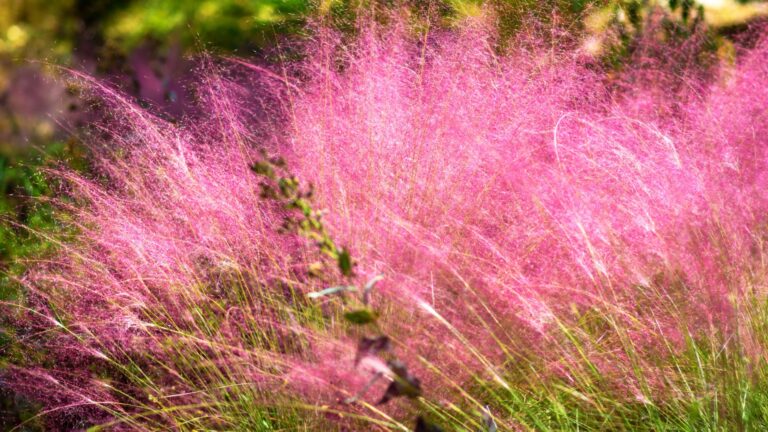 Pink Muhly Grass