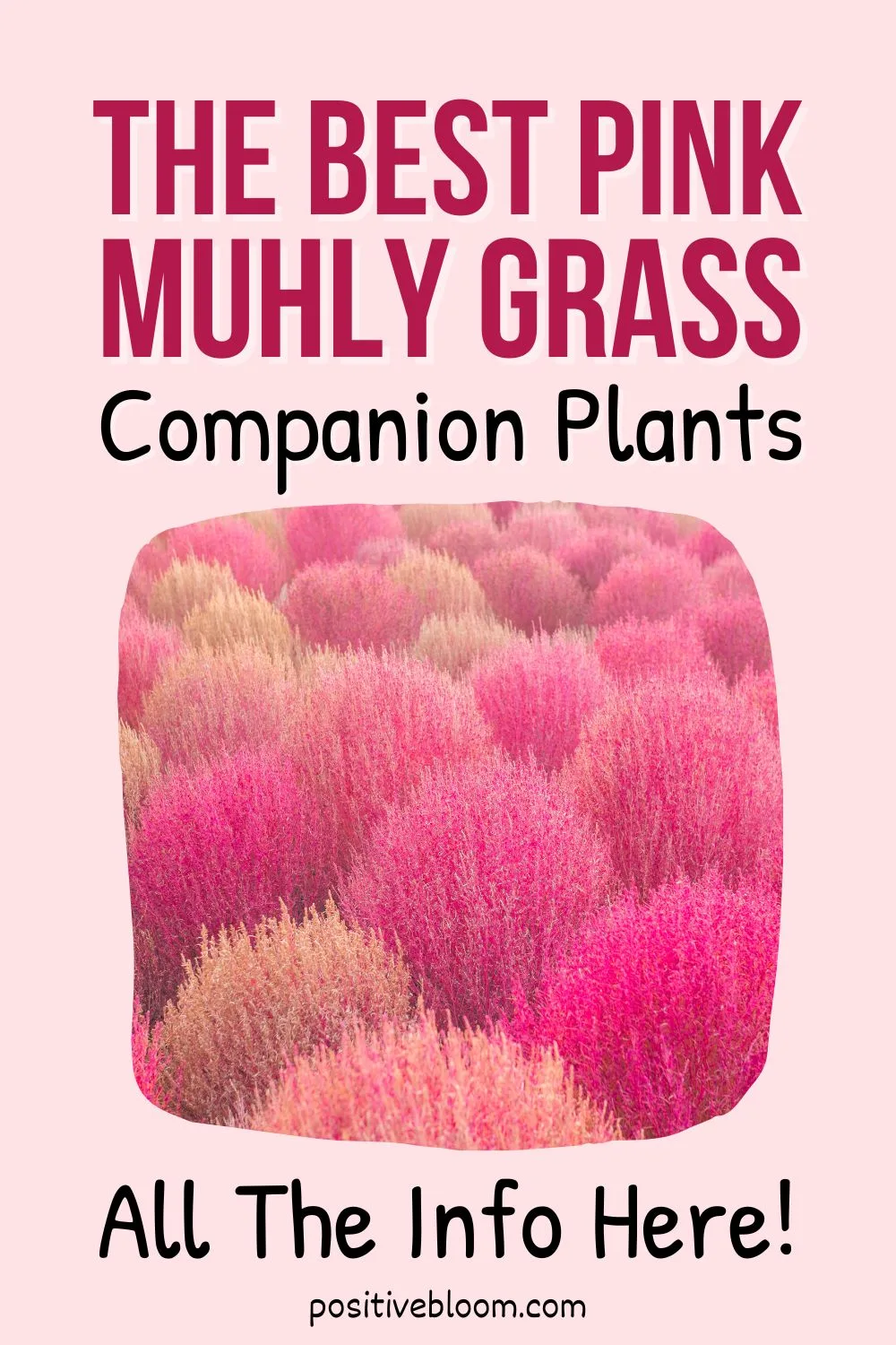 The Best Pink Muhly Grass Companion Plants All The Info Pinterest
