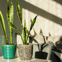 Snake Plant in pots