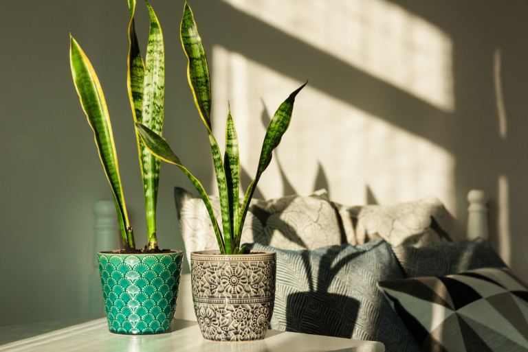 Snake Plant in pots
