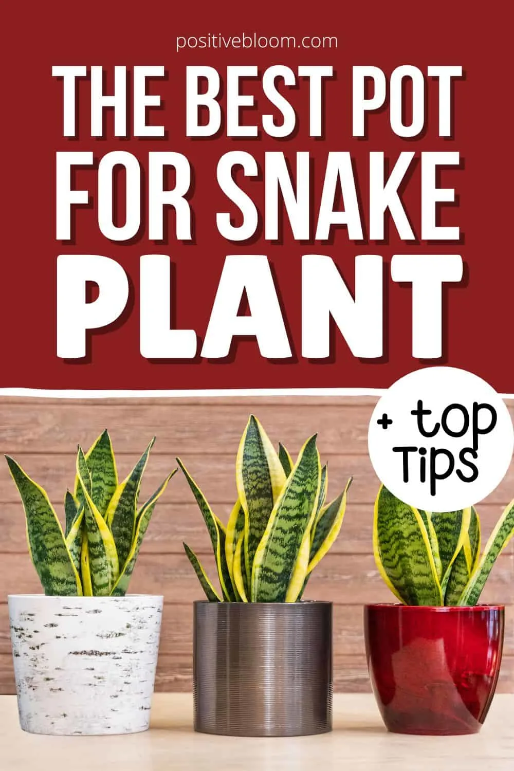 The Best Pot For Snake Plant Top Tips Pinterest
